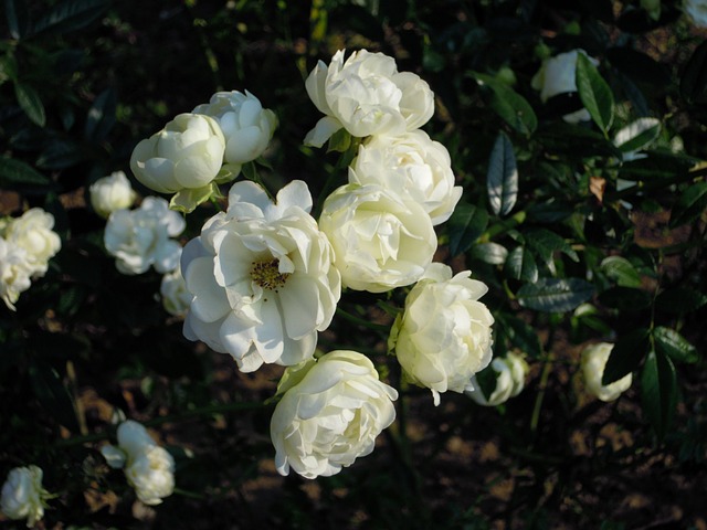 Rose 薔薇 白色 - 上的免费照片