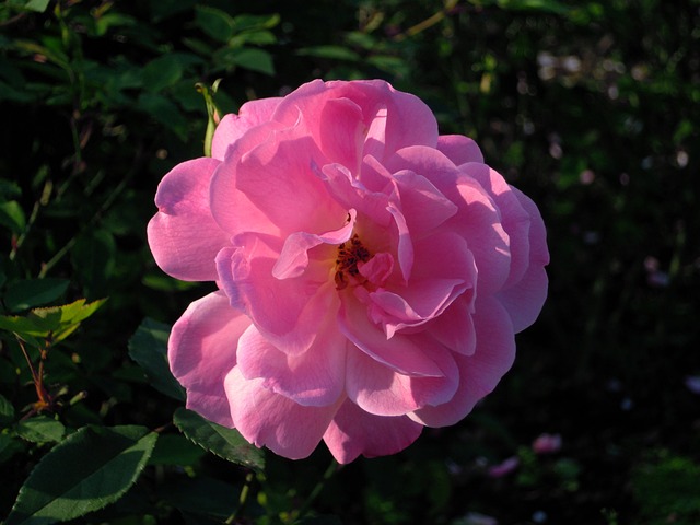 Rose 薔薇 粉紫 - 上的免费照片