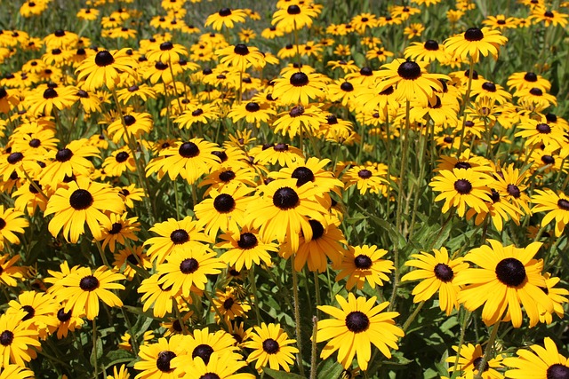 黑眼睛的苏珊 花朵 黄色的花 - 上的免费照片