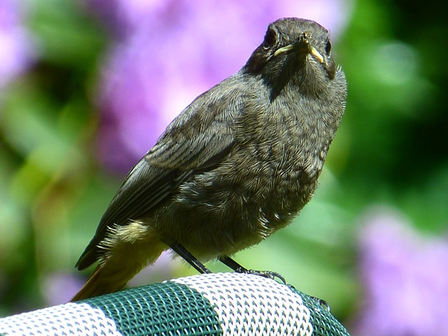 黑鸟 幼兽 鸟 - 上的免费照片