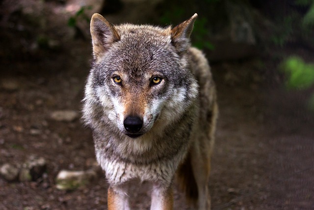 狼 捕食者 猎人 - 上的免费照片