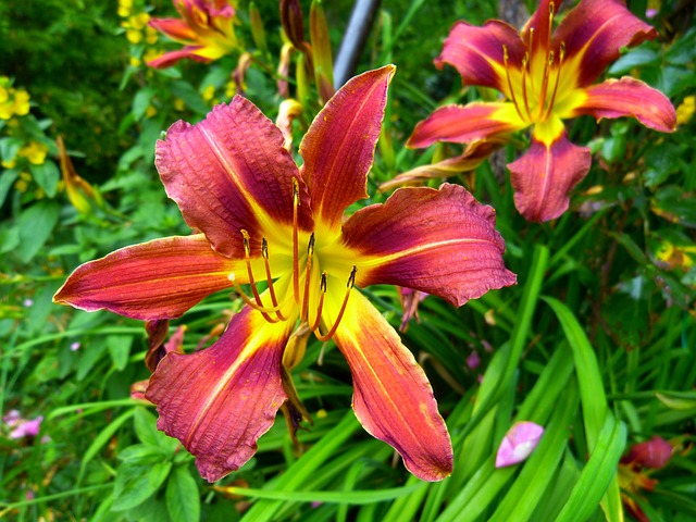 黄红色黄花菜 百合 萱草 - 上的免费照片