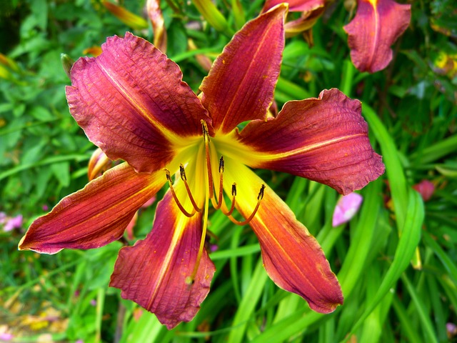 黄红色黄花菜 百合 萱草 - 上的免费照片