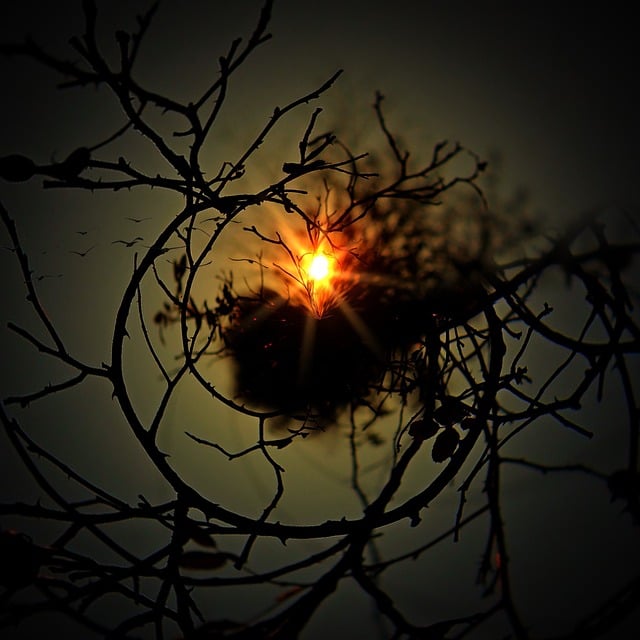 分行 树 圆 - 上的免费图片