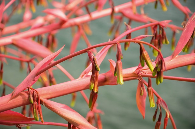 植物 红色的 自然 - 上的免费照片