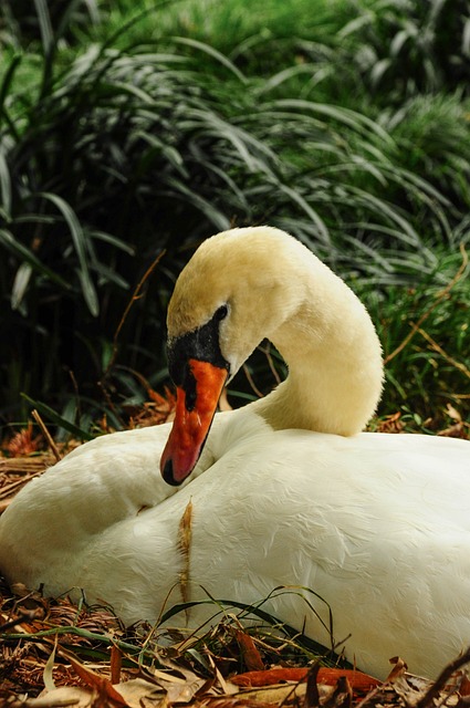 天鹅 布里萨戈 - 上的免费照片