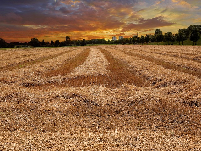 玉米地 麦田 粮食 - 上的免费照片