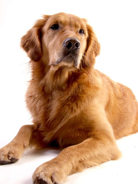 金毛猎犬 狗 动物 - 上的免费照片