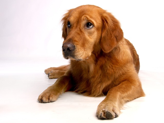 金毛猎犬 狗 忠于 - 上的免费照片