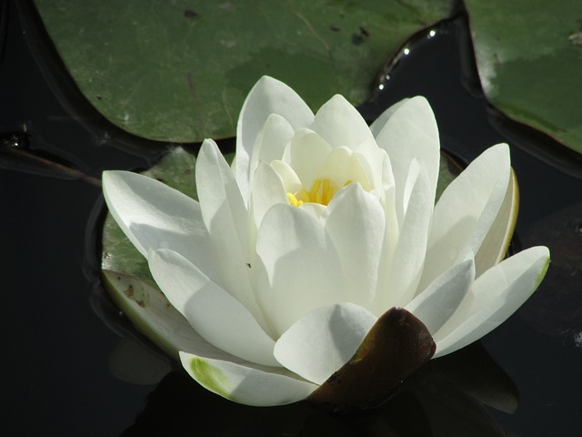 百合 湖 苏菲亚 - 上的免费照片