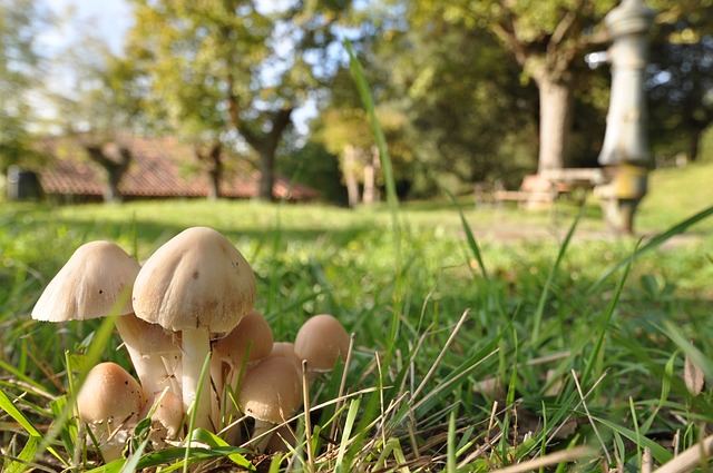 蘑菇 分枝杆菌 自然 - 上的免费照片
