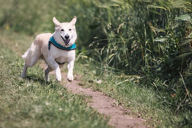 狗 跑步 乐趣 - 上的免费照片