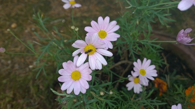 射灯 雏菊 粉色的 - 上的免费照片