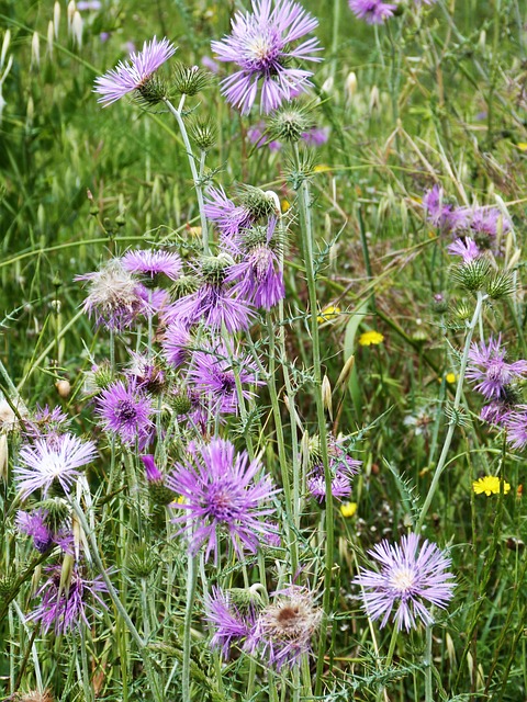 花朵 荒野 锦葵 - 上的免费照片