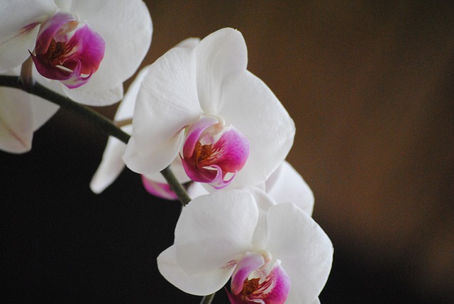 兰花 白色的 花 - 上的免费照片