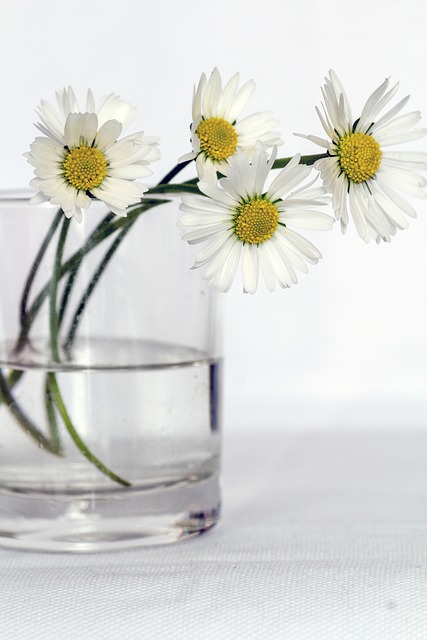 花朵 花瓶 雏菊 - 上的免费照片
