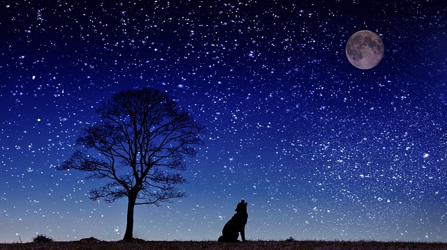 狗 嗥 月亮 - 上的免费图片