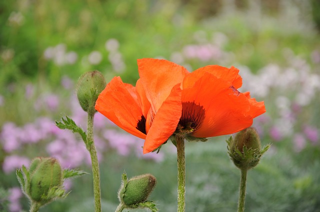 布里萨戈 岛屿 植物学 - 上的免费照片