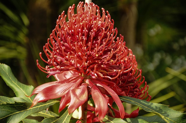 布里萨戈 岛屿 花 - 上的免费照片