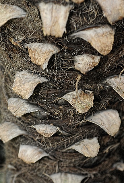 行李箱 树蕨 植物 - 上的免费照片