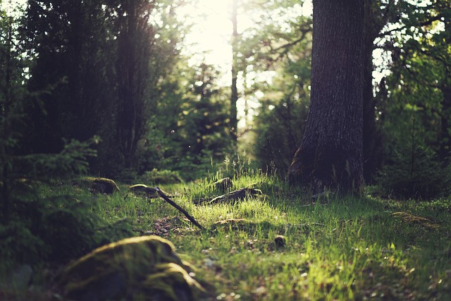 森林 树木 光 - 上的免费照片