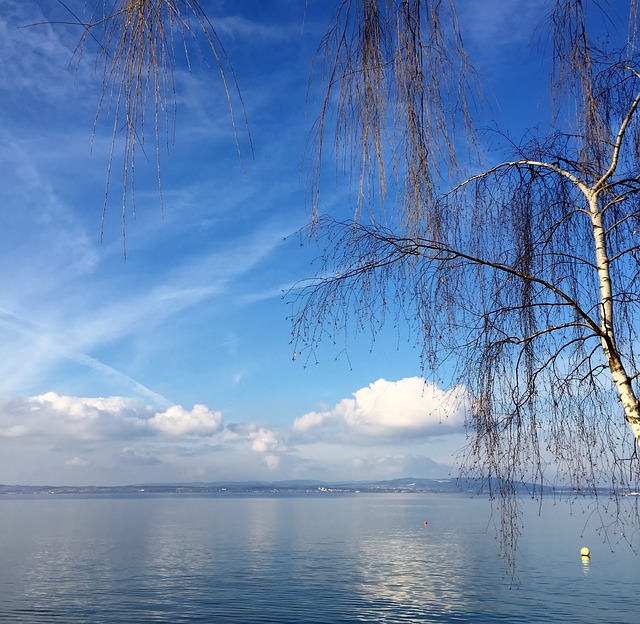 景观 桦木 2 月 - 上的免费照片