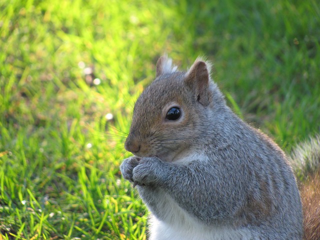 自然 松鼠 维多利亚 - 上的免费照片