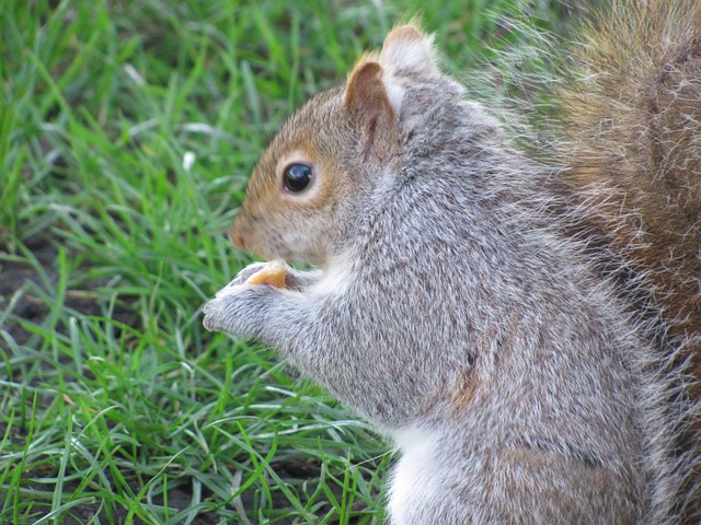 自然 松鼠 维多利亚 - 上的免费照片
