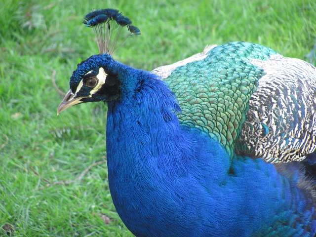 自然 孔雀 维多利亚 - 上的免费照片