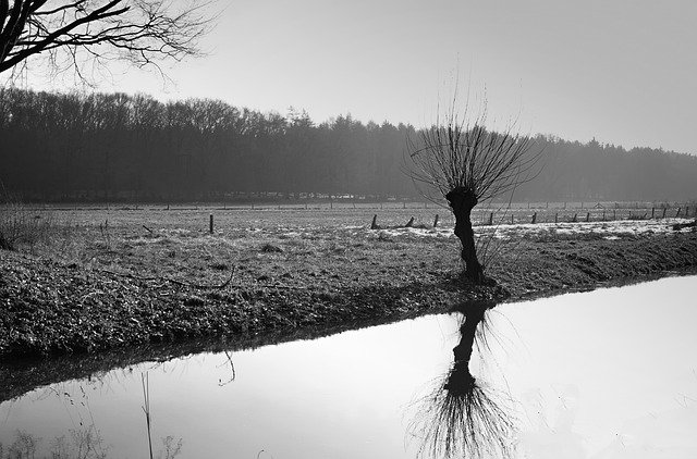 牧场 流动 Niederrhein - 上的免费照片