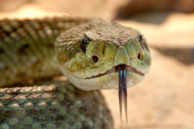 斑点响尾蛇 蛇 动物 - 上的免费照片