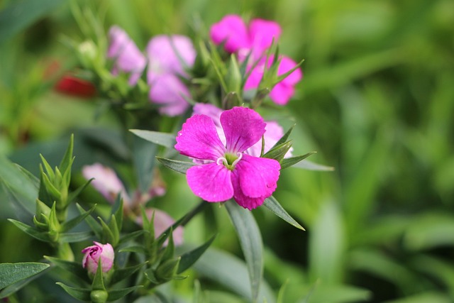 花 花苞 - 上的免费照片