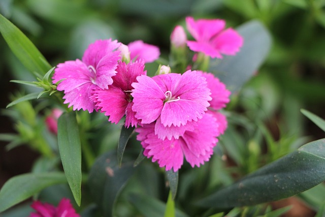 花 花苞 - 上的免费照片