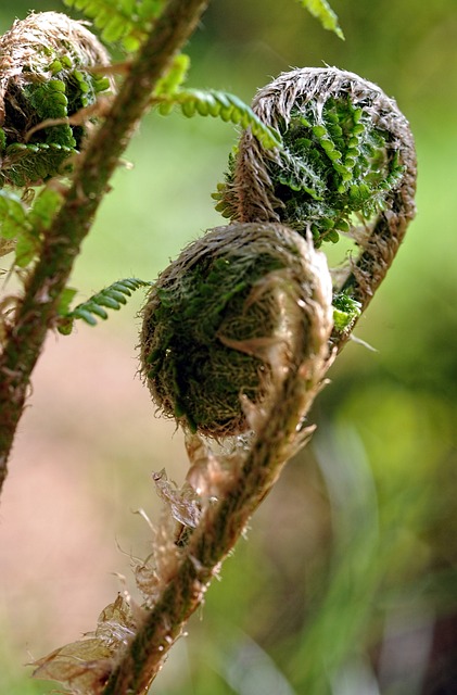 树蕨 蕨类 植物 - 上的免费照片