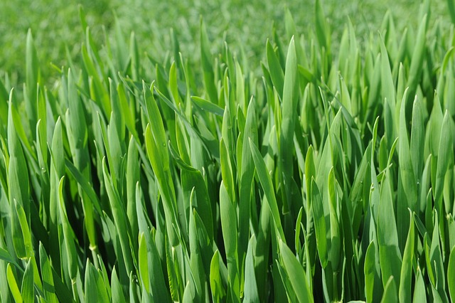 麦苗 春天 阳光 Wheat - 上的免费照片