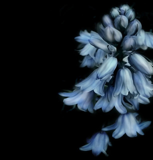 钟花 蓝色的 花 - 上的免费照片