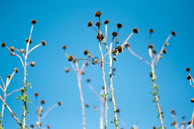 菊花 凋零 蓝天 - 上的免费照片