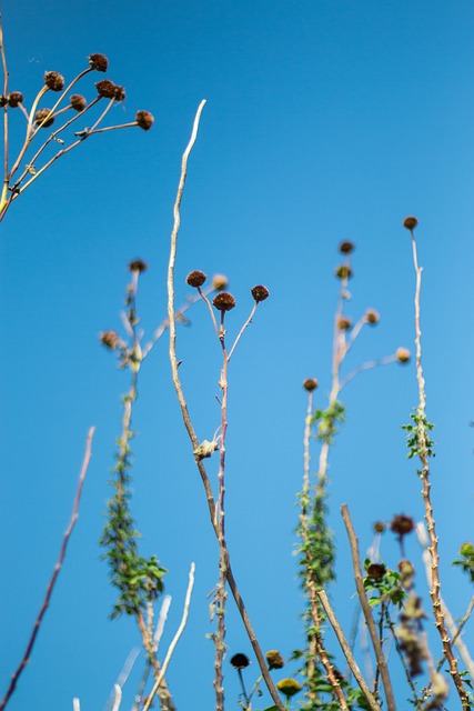 菊花 凋零 蓝天 - 上的免费照片
