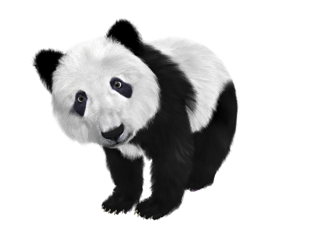熊猫 熊猫幼崽 香椿 - 上的免费图片