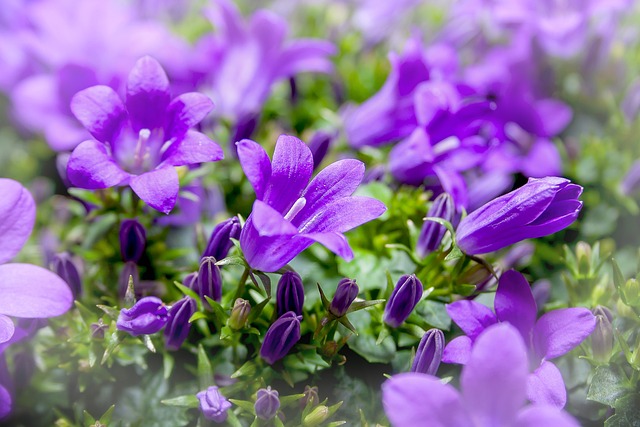 风铃草 风铃 紫色的 - 上的免费照片