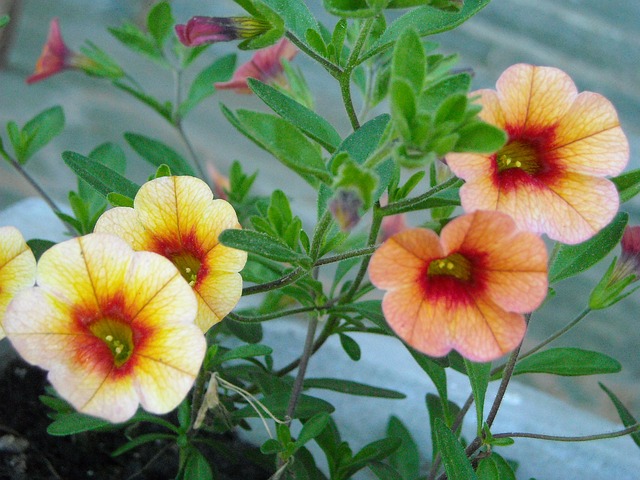 Calibrachoa 花 植物 - 上的免费照片