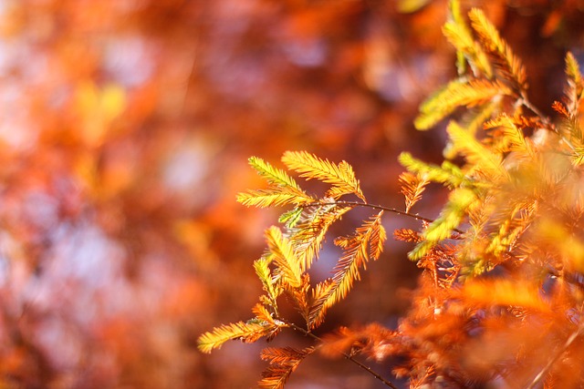 松 春天 樹 - 上的免费照片