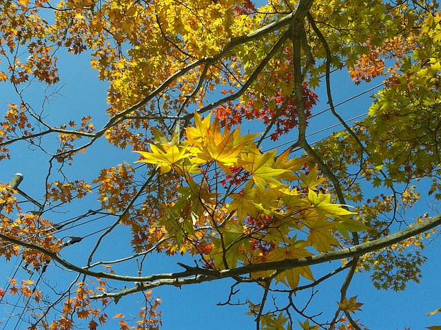 樹 自然 - 上的免费照片