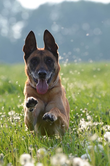 玛利诺犬 比利时牧羊犬 蒲公英草甸 - 上的免费照片