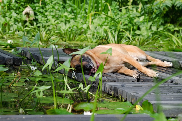 玛利诺犬 水上花园 狗晒日光浴 - 上的免费照片