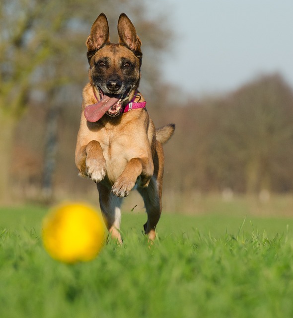 带球的玛利诺犬 比利时牧羊犬 球瘾君子 - 上的免费照片