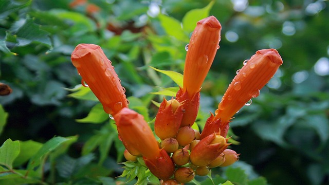 湿花 花园 - 上的免费照片