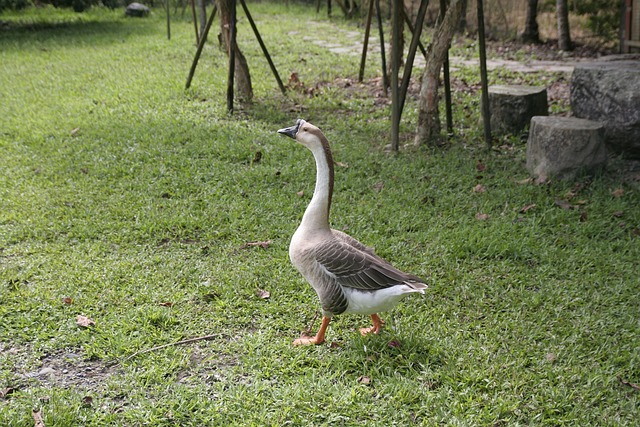 鵝 動物 - 上的免费照片