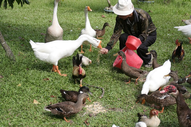 動物 餵食 - 上的免费照片