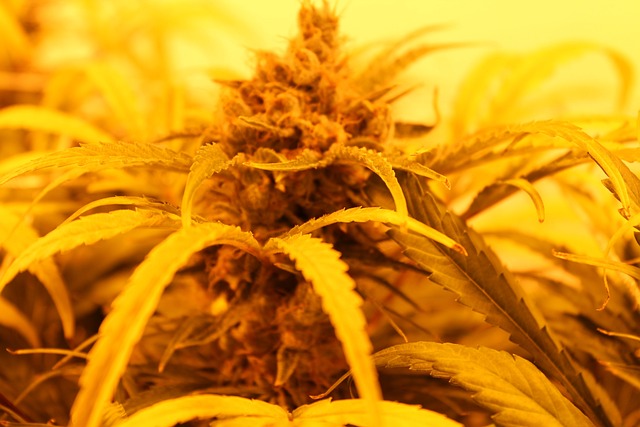 毫米 玛丽珍 大麻 - 上的免费照片